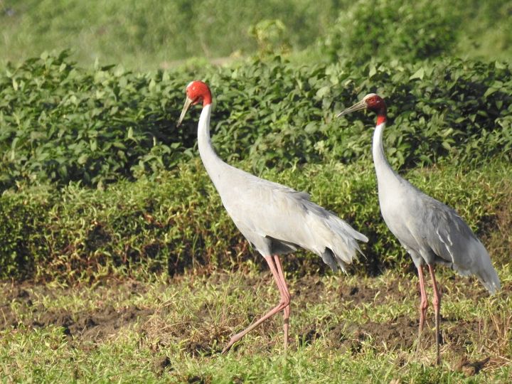Indore Division Agriculture Dept. Advises Drought‑Resistant Crops for Rabi Season