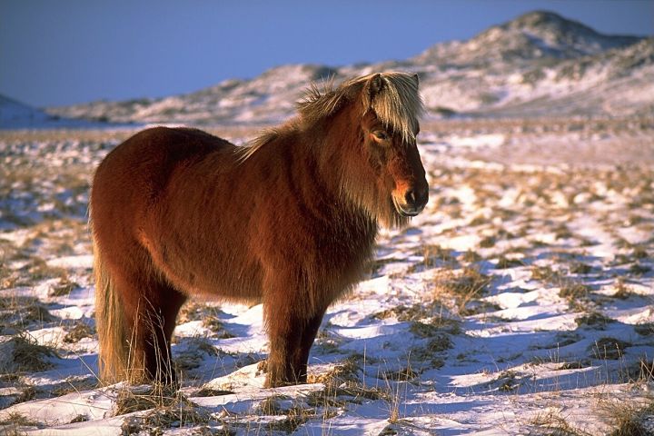 Several Ponies Found Dead in Kak Village, Raising Animal Health Concerns