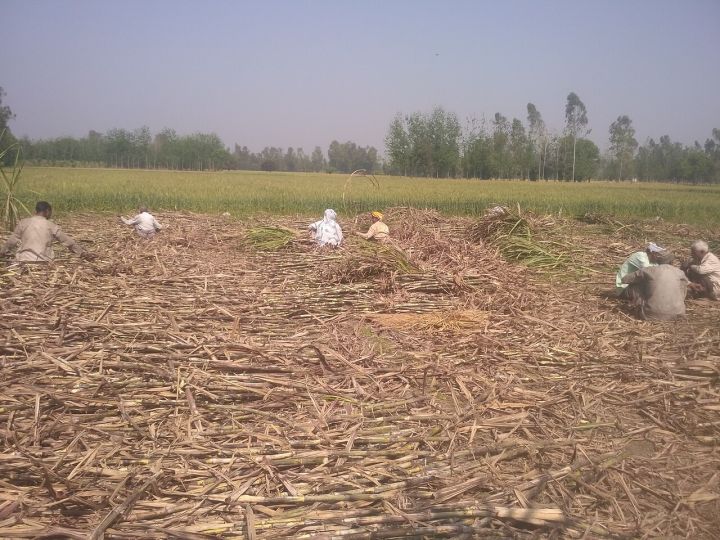 Uttar Pradesh sugar production falls sharply, new cane variety eyed as saviour