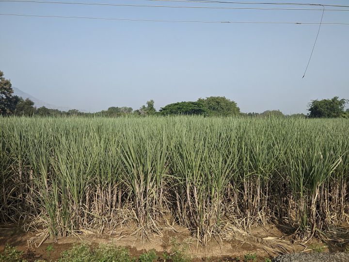 Maharashtra Announces Oct 15 as Kick‑Off for 2026‑27 Sugarcane Crushing Season