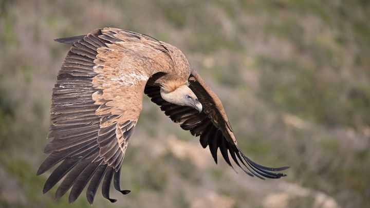 Maharashtra tiger reserves become new homes for captive‑bred vultures