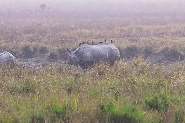 India’s Rhino Count Revealed on World Rhino Day 2026 – State‑wise Breakdown