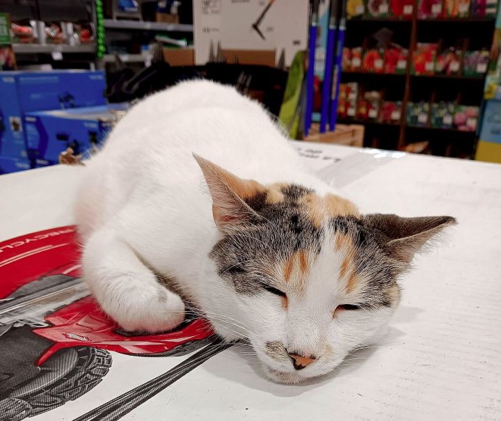 Cat Claimed to Hold ₹839 Crore Net Worth