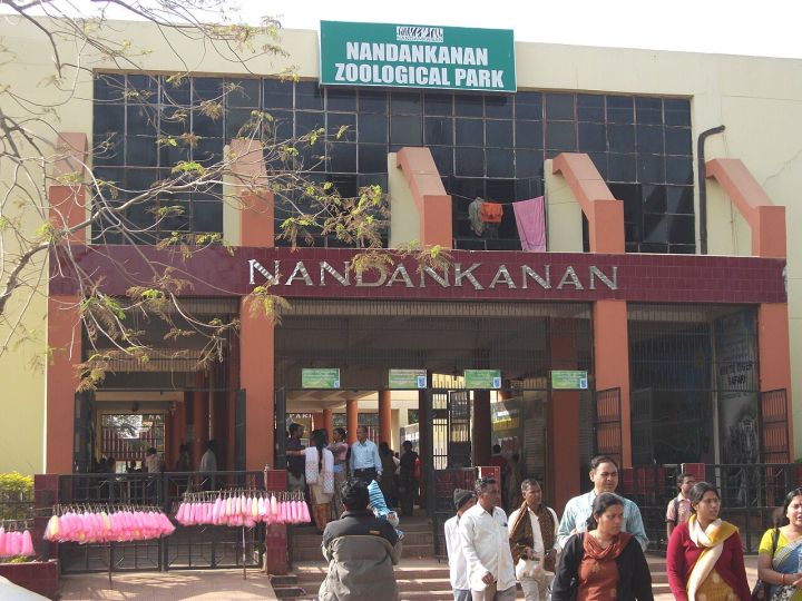 Nandankanan Zoo Reports All 5 Orangutan Cubs Healthy and Stable