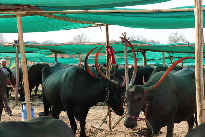 Maharashtra Plunges into Drought Within Weeks, Officials Warn of Water Shortage