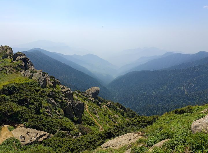 Seven Rare Species Discovered in Himachal Pradesh’s Forests