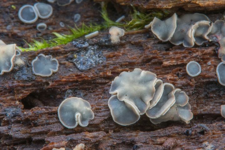 New Species of Mollisia Fungus Identified in Sikkim Himalaya