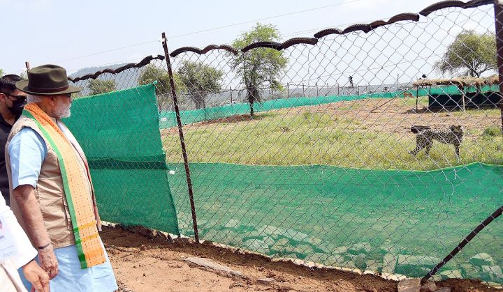 28 Cheetahs Dead in Madhya Pradesh's Kuno National Park Since Project Began