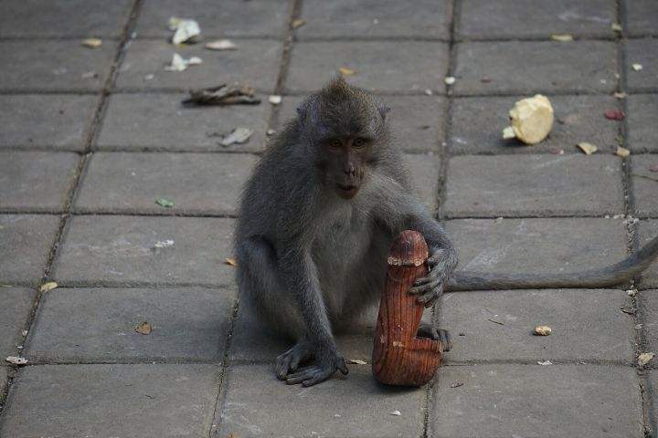 Monkey Attacks Threaten Paddy Crops in Tripura