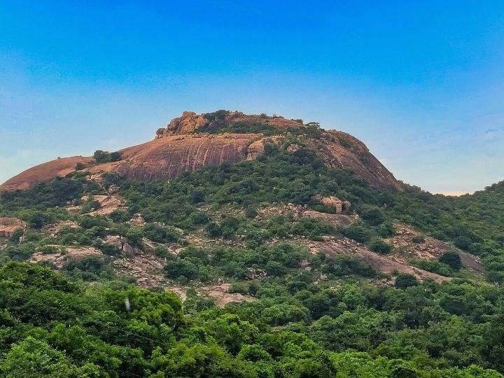 Two New Gecko Species Found in Telangana's Rocky Areas and Stone Piles