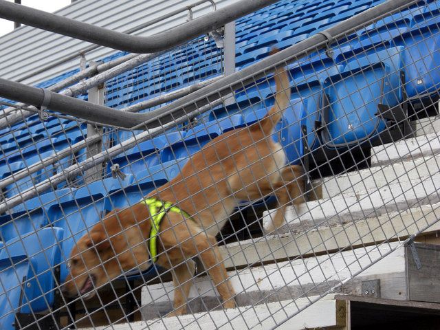 Sniffer Dog to Combat Drug Trafficking at Kapurthala Jail