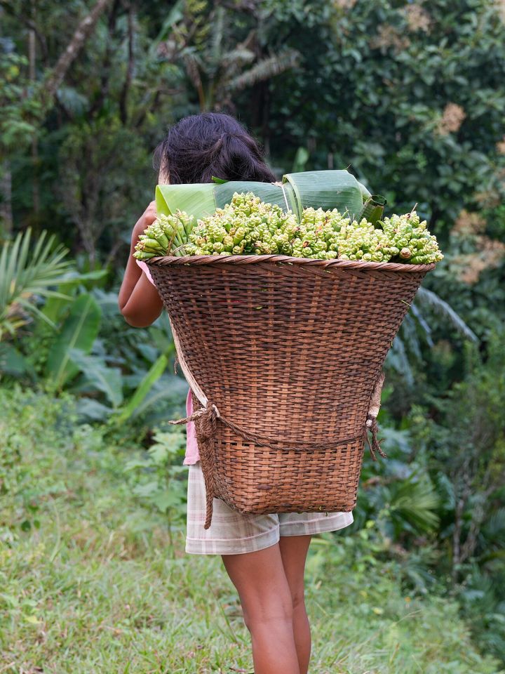 Meghalaya Ginger Prices Average ₹4,400/Quintal Over 10 Years, Study Finds Volatility