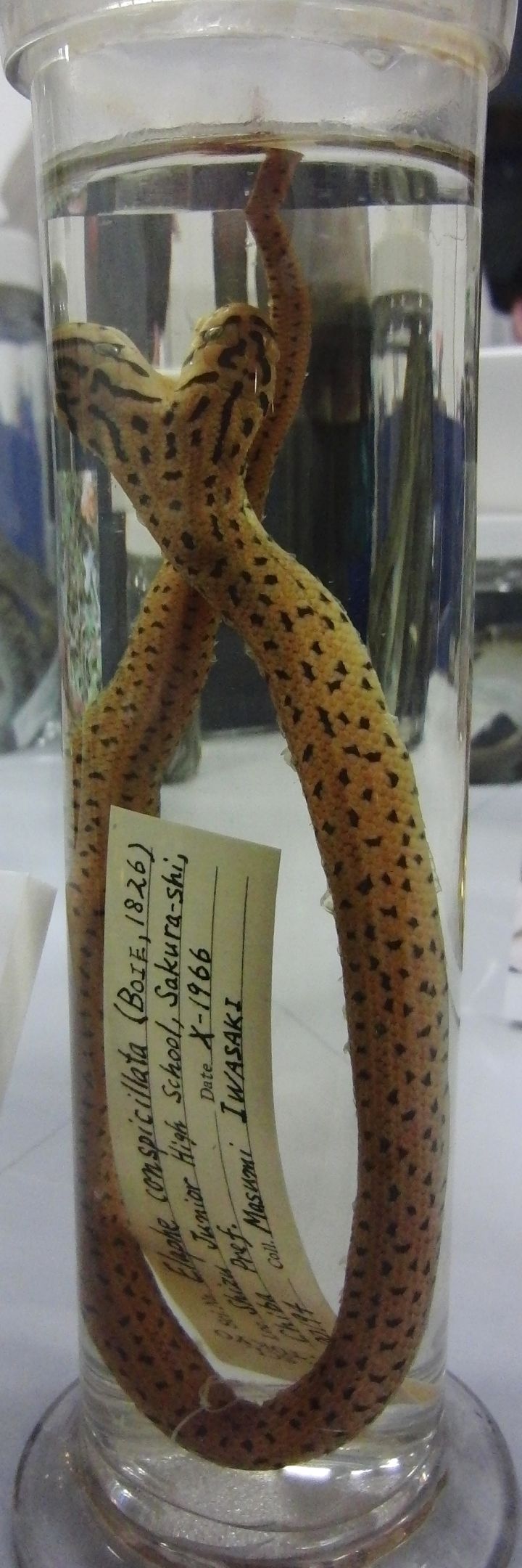 Two-headed snake with wolf-like teeth found in Dahod shocks locals