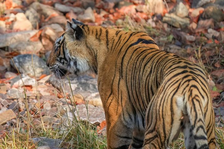 Ranthambore to Kuno and Madhav: New Wildlife Tourism Circuit Proposed