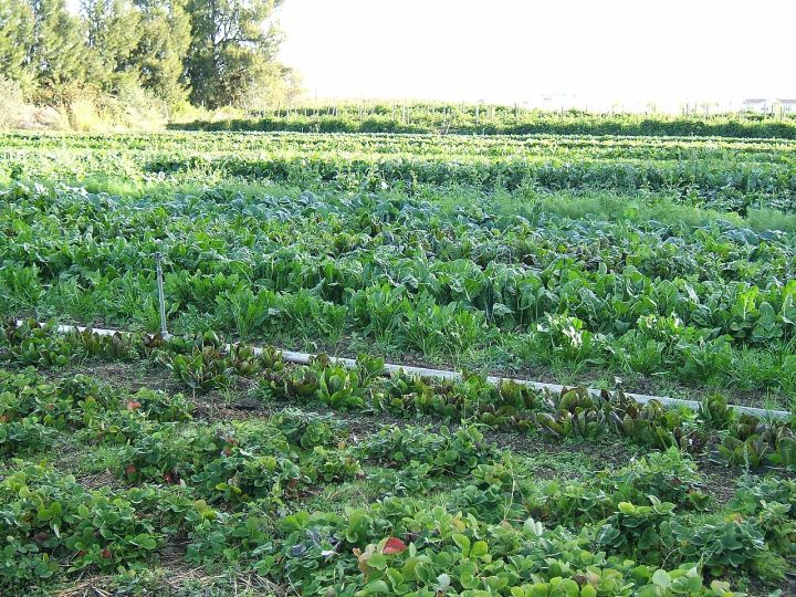 Sikkim Inaugurates Organic Farming School in Gangtok to Boost Sustainable Agriculture