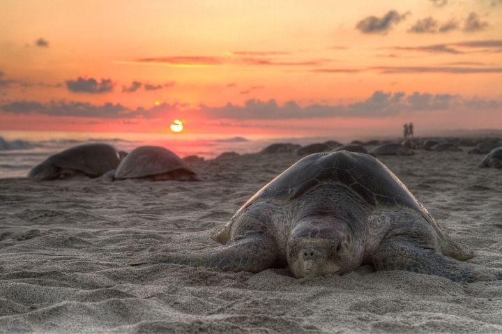 Study Finds Male and Female Olive Ridley Turtles Move Differently