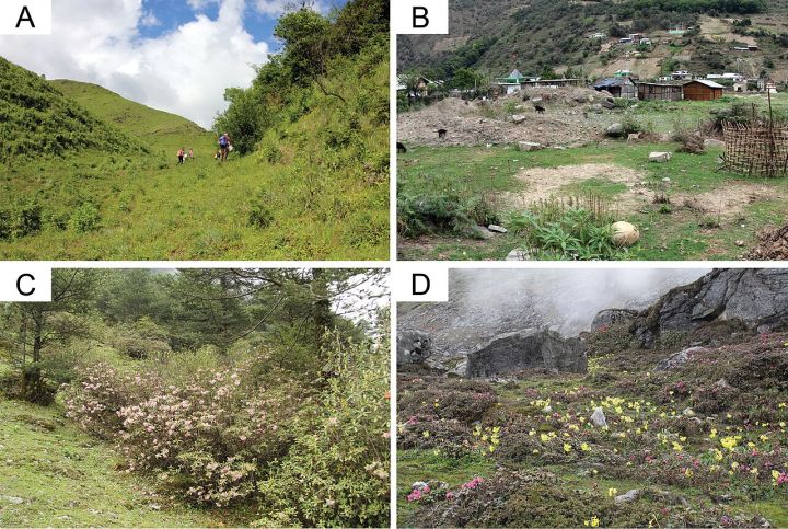 First Record of Rare Himalayan Bee Species in Arunachal’s Tawang