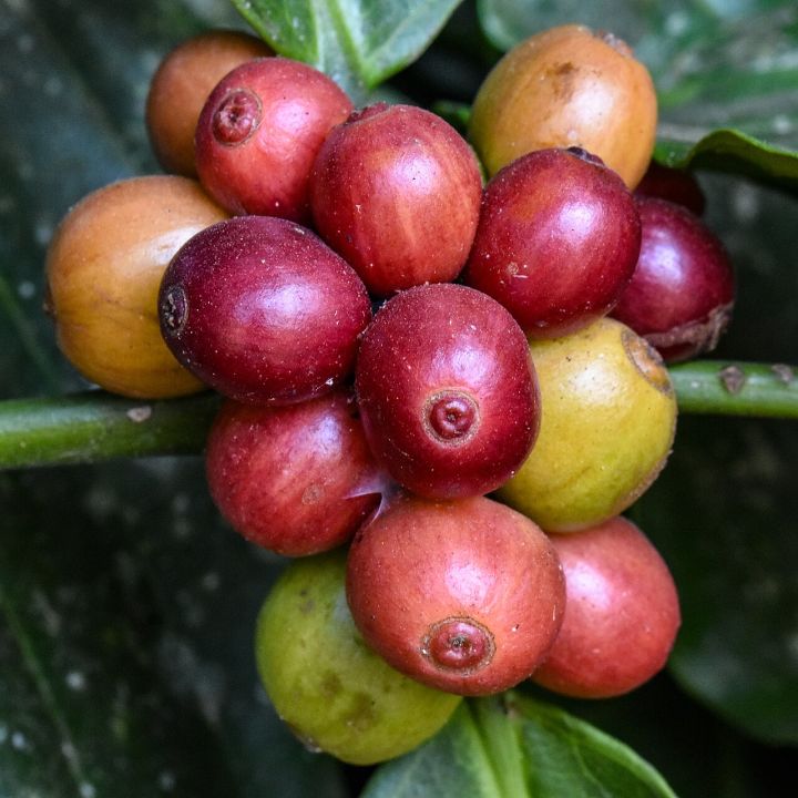 Super El Niño Set to Cut Karnataka Coffee Output by 15‑20%