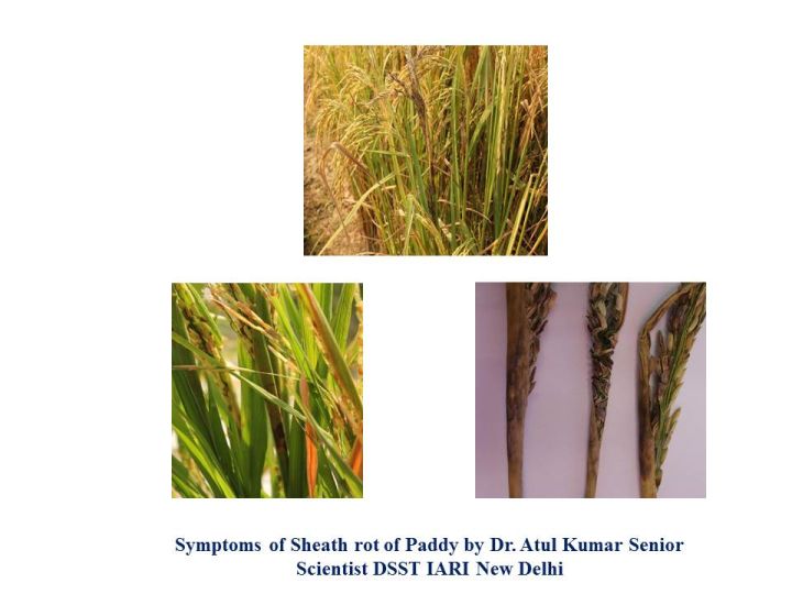 Kharif Rice Acreage Declines, Says Indian Rice Exporters Federation