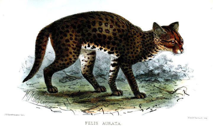 Rare Golden Cat Spotted in Meghalaya’s Coal Belt, Outside Protected Zones