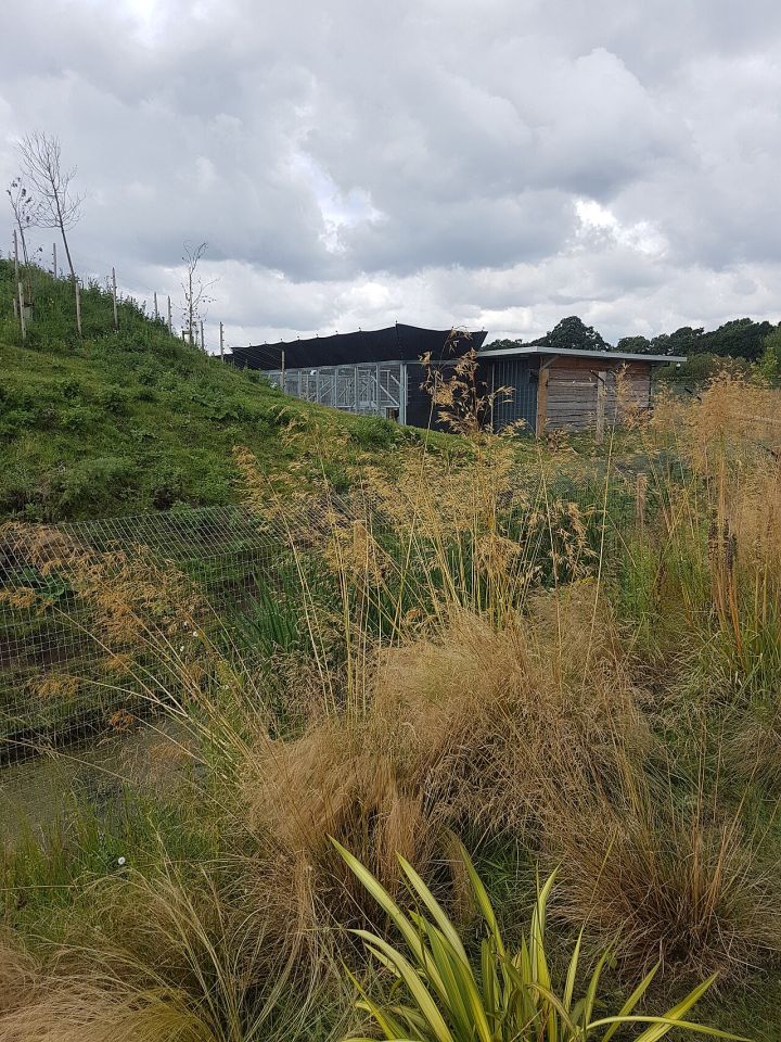 Man Fatally Attacked by Tiger at Yorkshire Wildlife Park