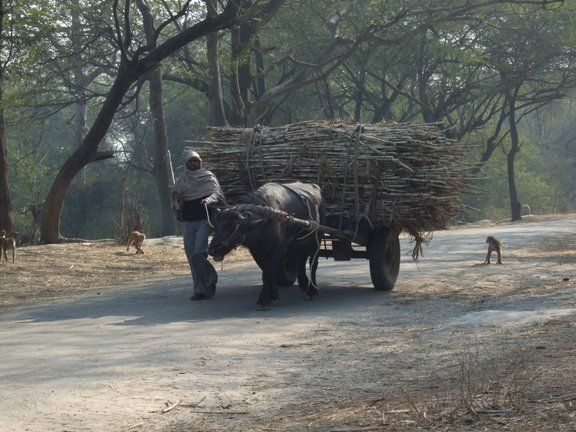 Cattle-laden Vehicle Driver Attempts to Run Over Police, Arrested