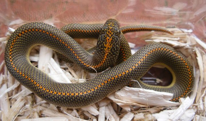 Why Snakes Enter Homes: Common Triggers Explained