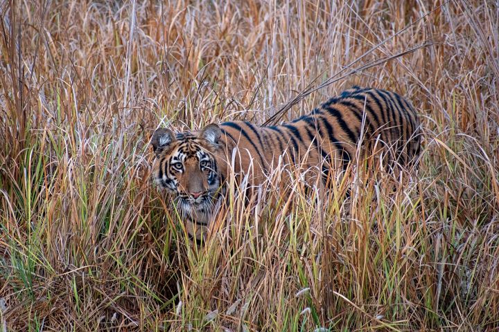 Maharashtra Animal Husbandry Department Embraces Solar Power