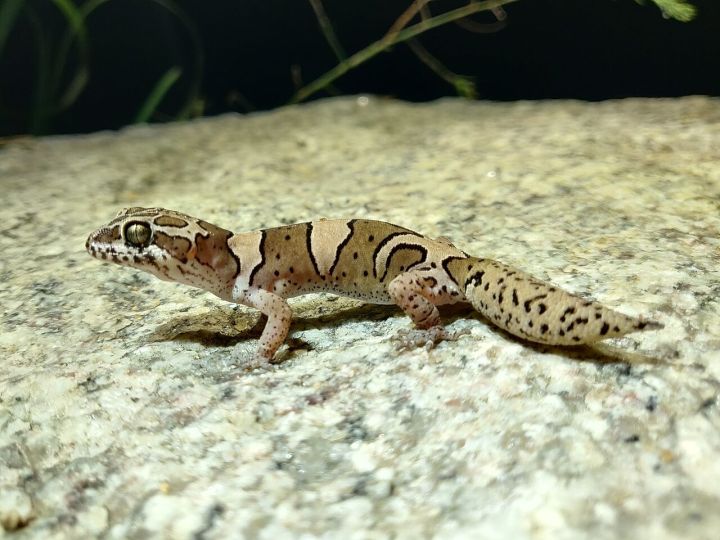 New Gecko Species Cyrtodactylus dimensis Discovered in Assam