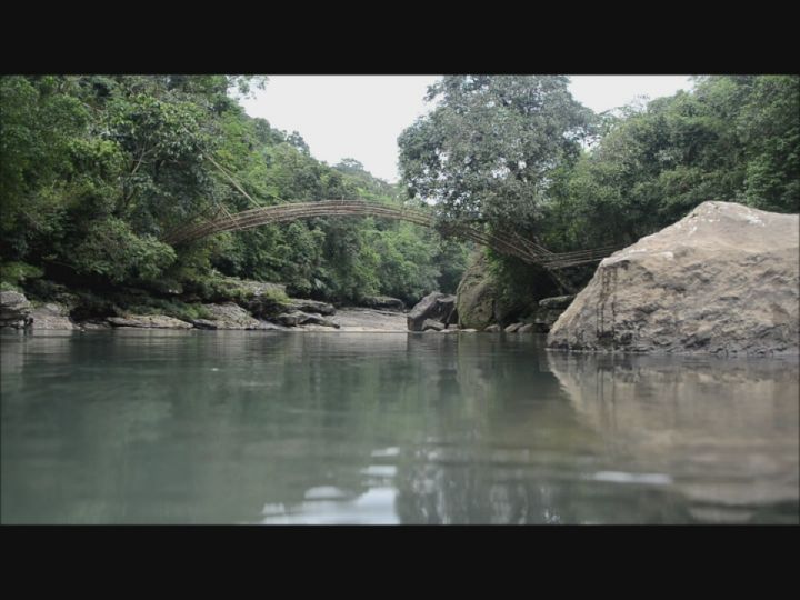 Meghalaya Bamboo Forests Receive International Certification