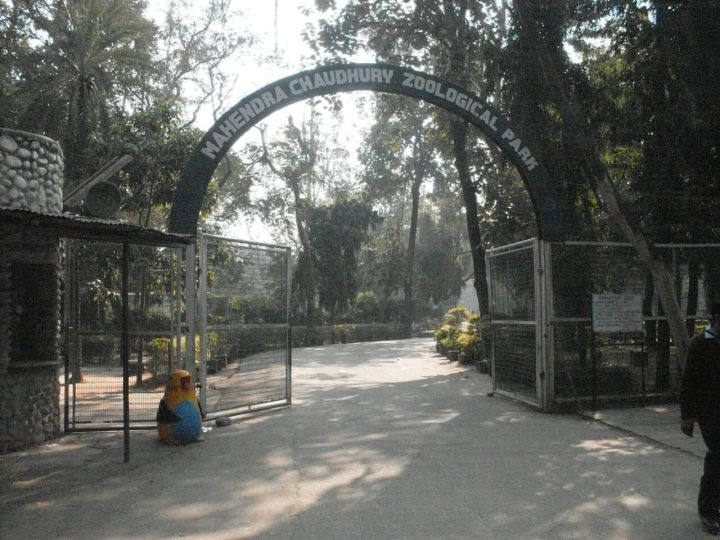 13-year-old white tigress Diya dies at Chhatbir Zoo, post-mortem to be held in Ludhiana