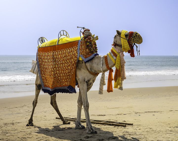 Odisha Launches OSFIC Portal Offering Cash Prizes and Incubation Support