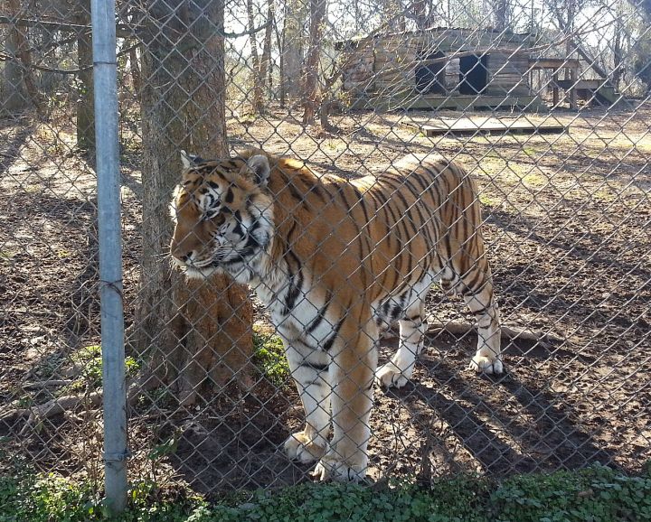 Tiger Rescued After Gun Mishap; Three Suspects Arrested in Maharashtra