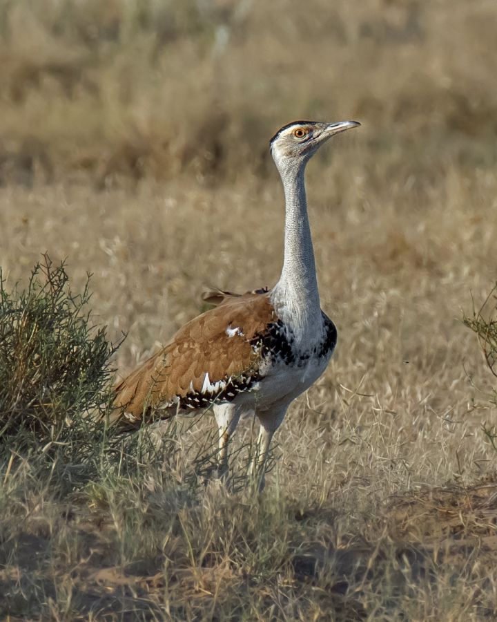 India Launches Rewilding Initiative for Endangered Great Indian Bustard