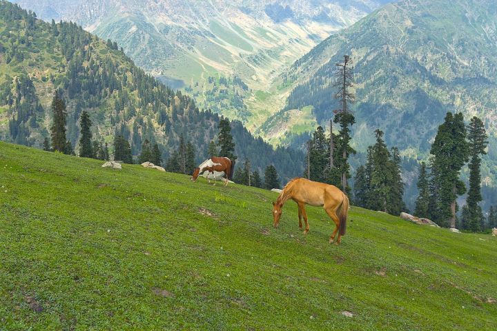J&K Govt Issues Updated JKAS Probation Rules and Syllabus