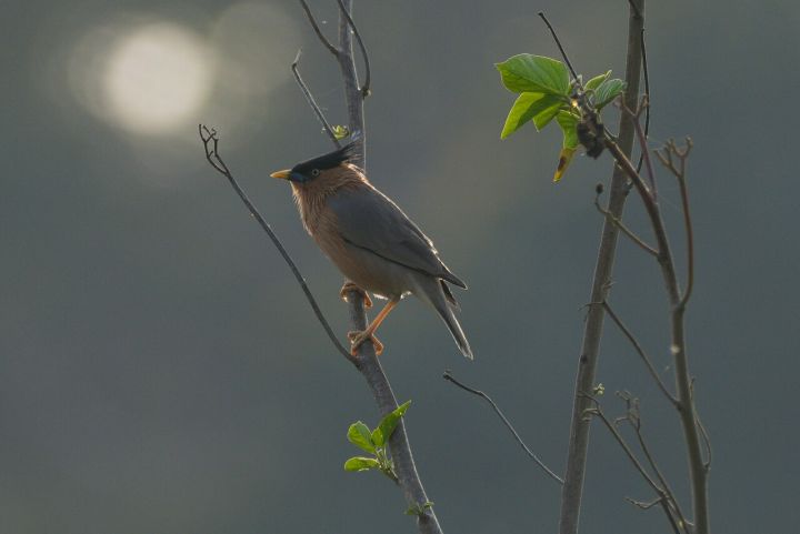 First Record of Two Shrike Species at Pong Lake, Himachal Pradesh