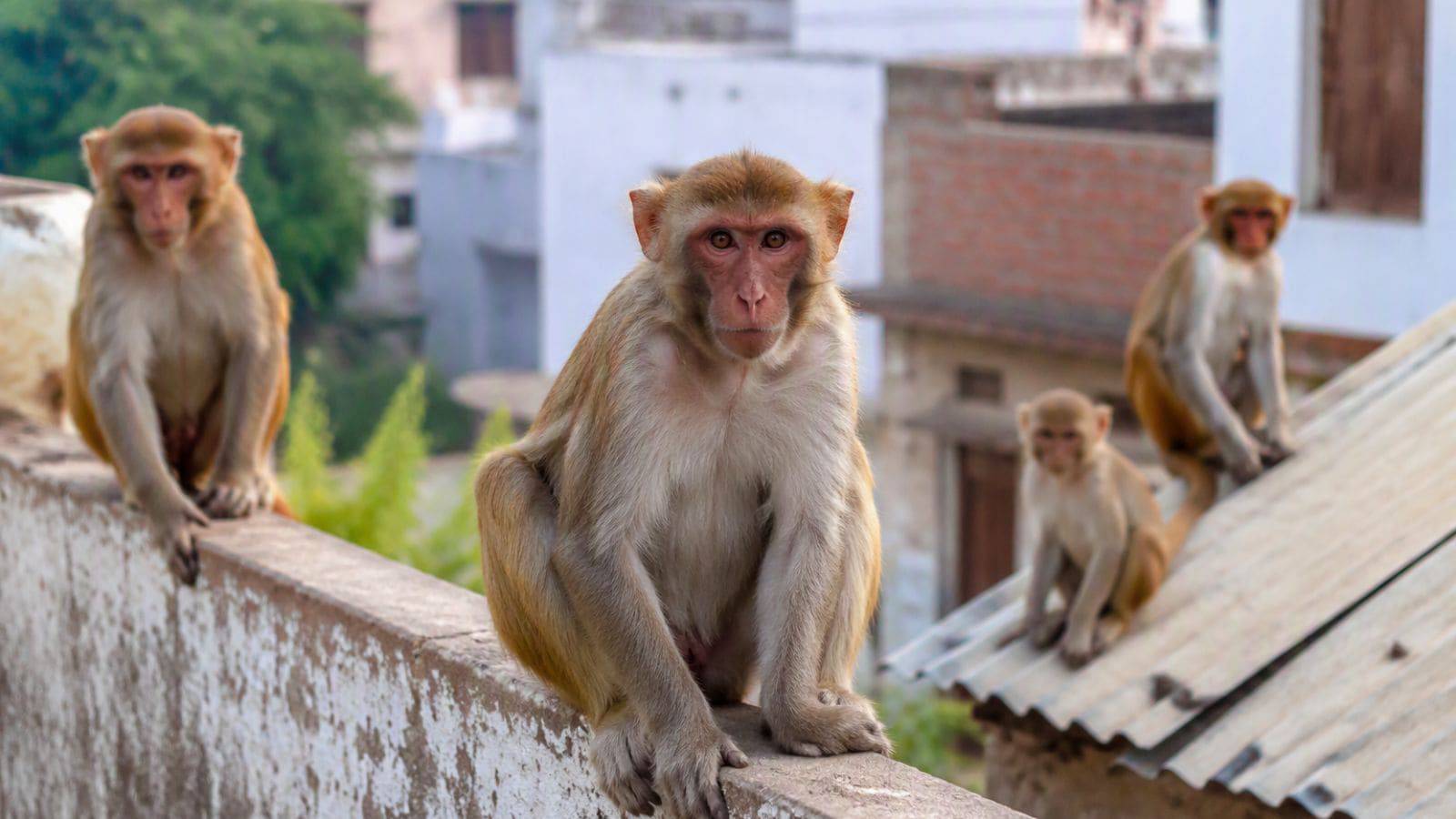 उरई में बंदरों का आतंक, लोग परेशान; काटने का भी सता रहा डर